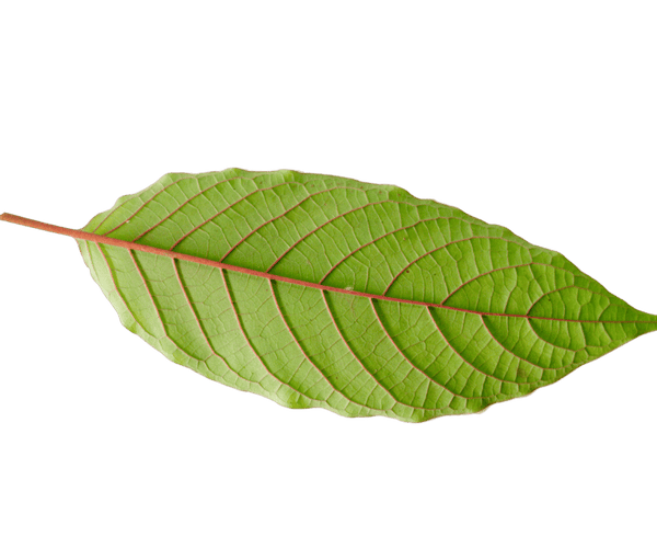 Types of Kratom Strains – KP STORE